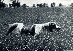 Bracco piacentino