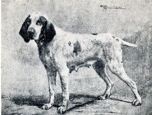 Bracco piemontese