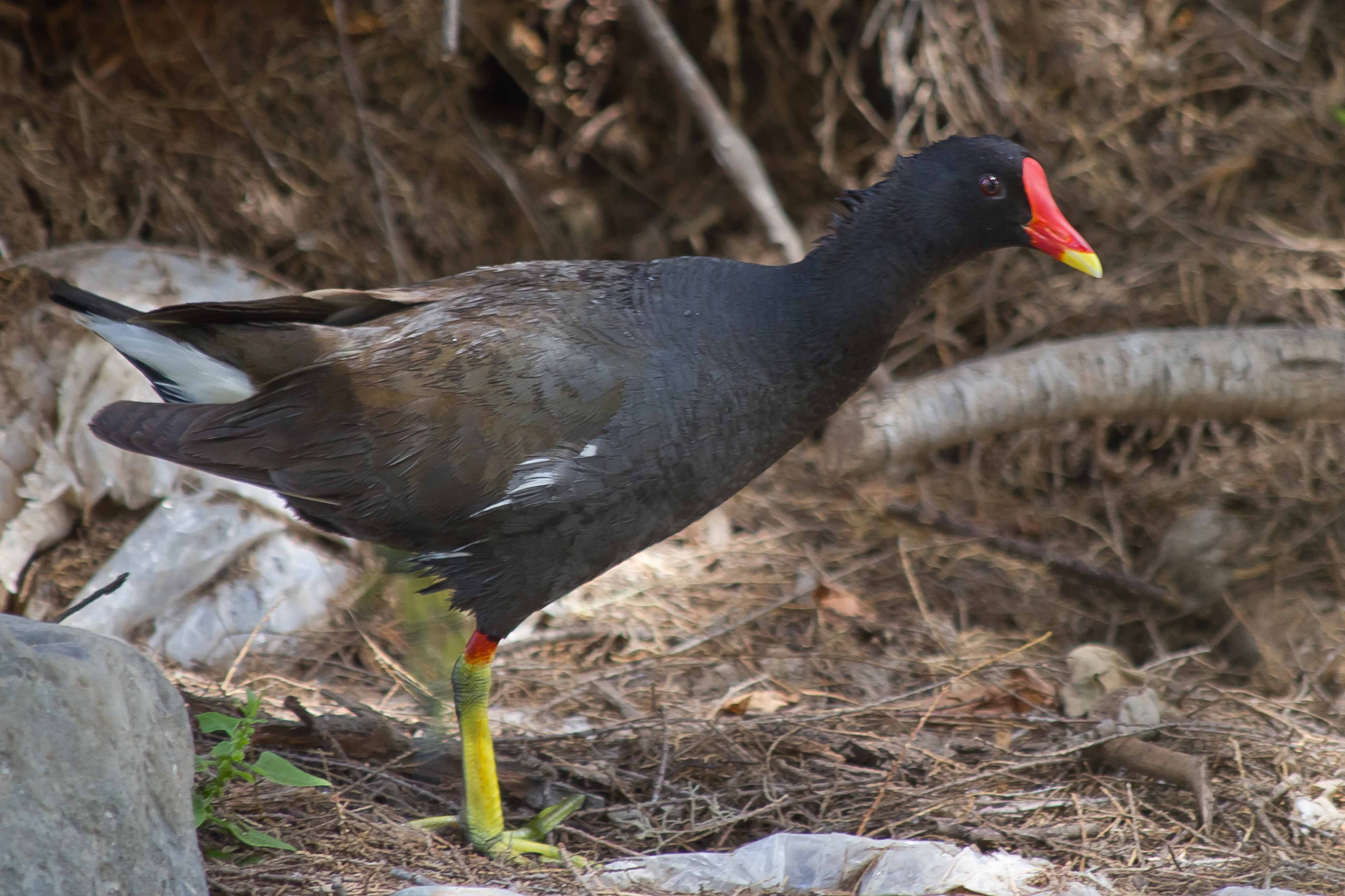 Gallinella 4
