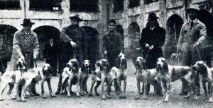 Gruppo di bracchi dell'Adda