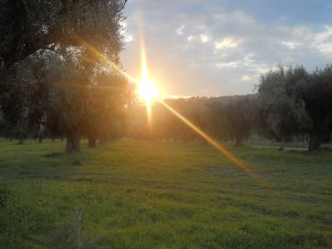 L'alba fra gli ulivi