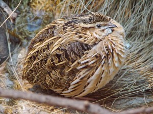 Quail,_Common_GuerinNicolas