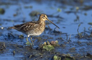 Snipe,_Common_MarekSzczepanek