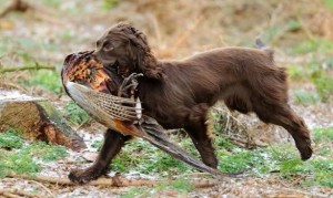 Cocker da lavoro al riporto - felsteadgundog.com