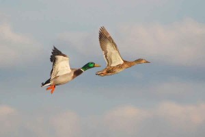 Coppia di germani reali in volo