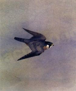 Falco pellegrino-studio di volo copia