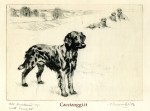 Musa -setter irlandese092