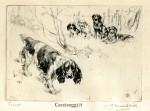 Musa - springer spaniel089