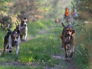 chasse-a-chiens-courants