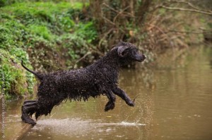 Irish water spaniel - eng.royalcanin.com