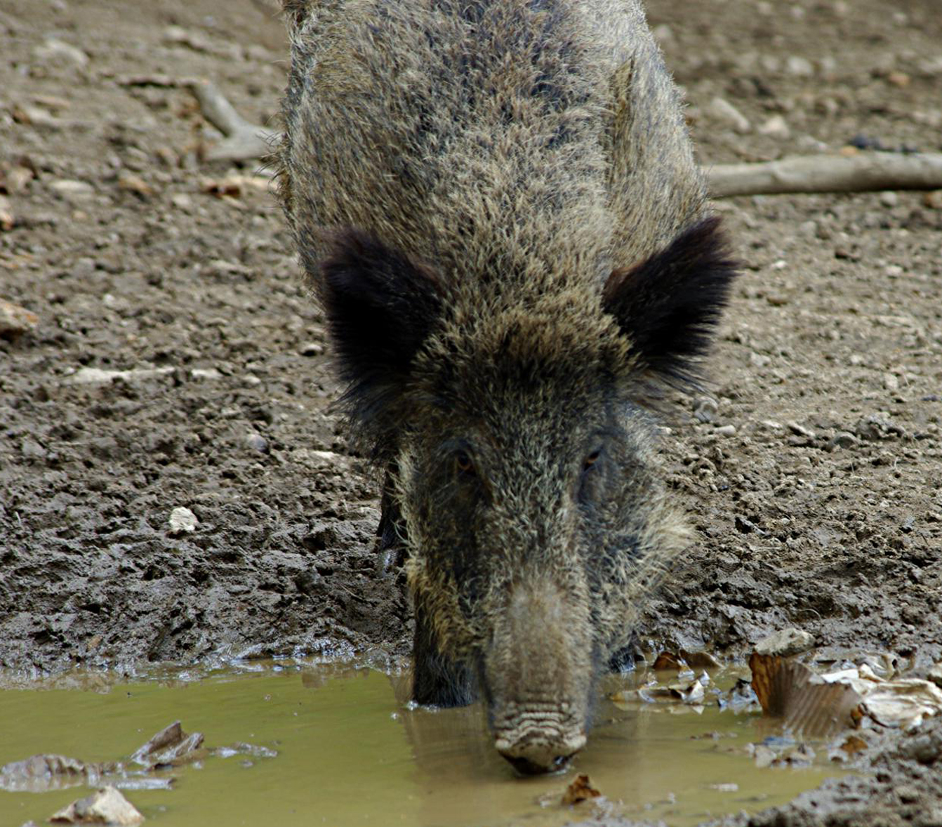 sanglier