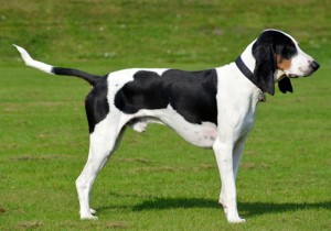 Segugio bernese Standard Altezza: tra i 45 ed i 50 cm al garrese. Peso: da 17 a 22 kg. Tronco: piuttosto allungato. Ben proporzionato. Testa e muso: asciutta, stretta e proporzionata alla taglia. Tartufo: sempre di colore nero. Mai depigmentato. Denti: dentatura completa e corretta. Articolazione a forbice. Collo: proporzionato al resto del corpo. Orecchie: grandi o lunghe, sono attaccate basse; pendono accartocciate, ben arrotolate in punta. Occhi: preferibilmente scuri, hanno espressione molto dolce. Arti: sono di forte ossatura, asciutti e in perfetto appiombo. Spalla: ben evidente ed inclinata. Muscolatura: asciutta, ma di buono sviluppo. Coda: non troppo lunga, è portata orizzontalmente o incurvata leggermente verso l’alto o verso il basso. Pelo: fitto, duro e raso. Colori ammessi: tricolore, bianco e nero con focature pallide o intense.