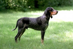 Segugio lucernese Standard Altezza: tra i 45 ed i 50 cm al garrese. Peso: da 18 a 25 kg. Tronco: piuttosto allungato. Ben proporzionato. Testa e muso: asciutta, stretta e proporzionata alla taglia. Tartufo: sempre di colore nero. Mai depigmentato. Denti: dentatura completa e corretta. Articolazione a forbice. Collo: proporzionato al resto del corpo. Orecchie: grandi o lunghe, sono attaccate basse; pendono accartocciate, ben arrotolate in punta. Occhi: preferibilmente scuri, hanno espressione molto dolce. Arti: sono di forte ossatura, asciutti e in perfetto appiombo. Spalla: ben evidente ed inclinata. Muscolatura: asciutta, ma di buono sviluppo. Coda: non troppo lunga, è portata orizzontalmente o incurvata leggermente verso l’alto o verso il basso. Pelo: fitto, duro e raso. Colori ammessi: è bianco con macchie e macchiettature blu o grigio. Ha focature o parti giallo-brune in testa, sul corpo e sugli arti.