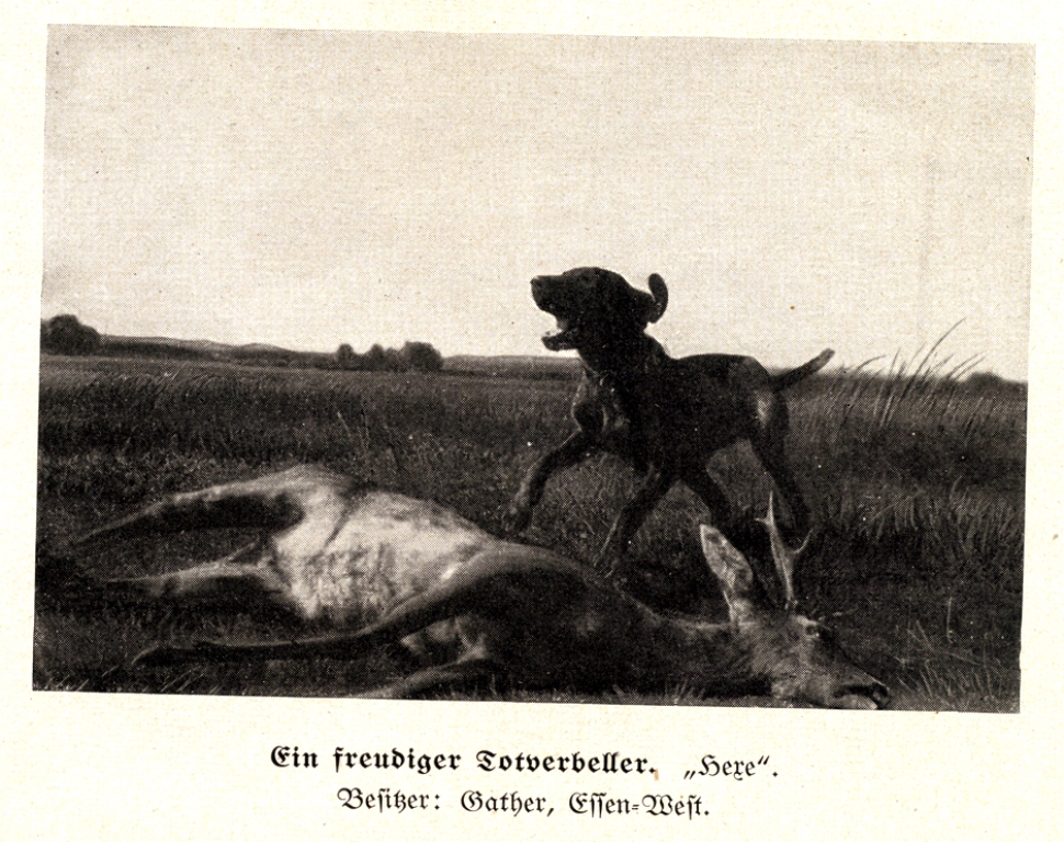 Hektor121