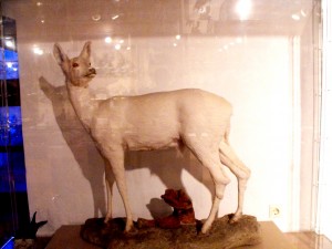 FALKENSTEIN -capriolo albino