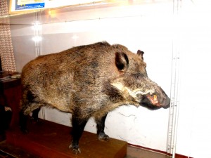FALKENSTEIN - cinghiale