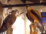 FALKENSTEIN falconeria4
