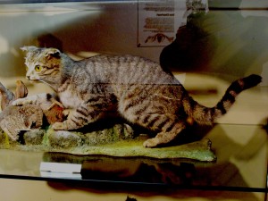 FALKENSTEIN -gatto selvatico