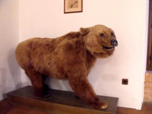FALKENSTEIN -orso bruno