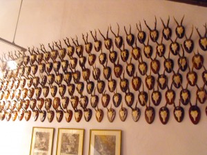 FALKENSTEIN raccolta di trofei