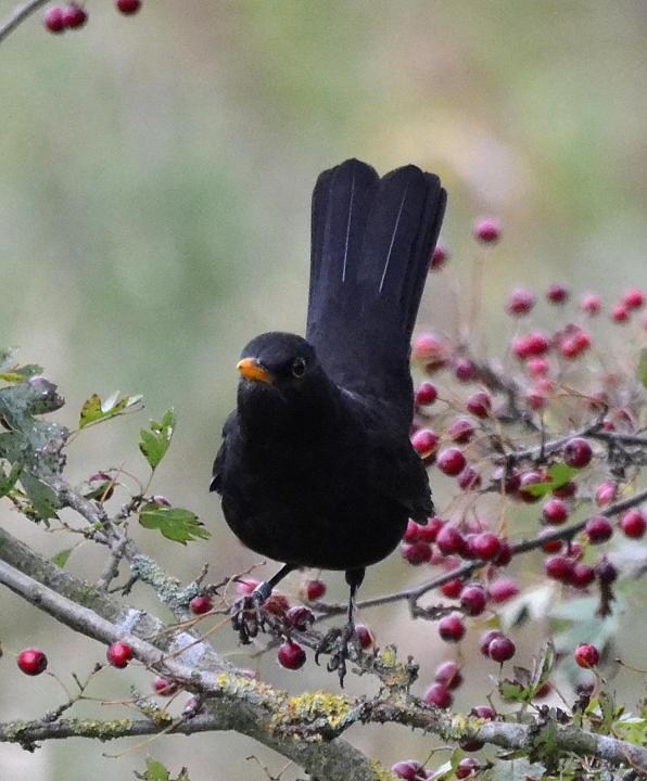 foto Andy Emmerson