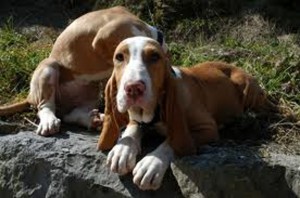 Standard, costruzione e funzione: breve commento...................... Il Segugio Spagnolo è un cane di taglia media, in cui spicca un buon grado di dimorfismo sessuale, potendo arrivare a dieci centimetri la differenza di altezza al garrese fra il maschio e la femmina. Difatti i maschi più grandi arrivano a 57 cm. Mentre le femmine più piccole possono misurarne anche solo 48. Il colore è bianco e arancio, a macchie grandi e regolari, mentre non sono ammesse le macchioline. La tonalità dell'arancio può andare da un timbro molto chiaro fino al quasi marrone, passando per un bel rosso cervo. Un'altra cosa che attira l'attenzione è la spiccata differenza fra la lunghezza e l'altezza al garrese: il cane è molto più lungo che alto, e presenta un petto ampio ed un torace profondo. Dall'analisi degli arti posteriori evinciamo delle angolature piuttosto chiuse e dei quadricipiti potenti ben inseriti in un rene forte ed in una groppa compatta. Ciò significherà senza dubbio che il Segugio Spagnolo possiede in eccellente grado le caratteristiche di un pistatore, avvinto quindi alla traccia ed in possesso di una radenza di movimento datagli dai sistemi meccanici costituiti dagli arti angolati e forti, che svilupperanno una propulsione continua e vantaggiosa, nonché da una linea dorsale che a sua volta trasferirà l'energia parallelamente al terreno. Ciò permetterà al cane, in possesso di un collo che non deve essere corto, di avanzare con rapidità senza staccare il tartufo da terra, ovvero saranno ridotti al minimo gli effetti basculanti. Non servirà chiarire che la capacità toracica notevole fornirà il carburante per mantenere il ritmo anche per tempi molto lunghi.