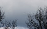 Falconeria 023