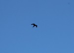 Falconeria 025