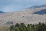 Falconeria 039