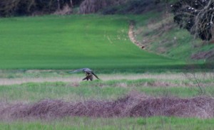 Falconeria 042