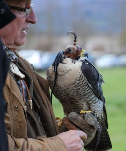 Falconeria 047