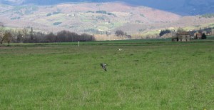 Falconeria 053