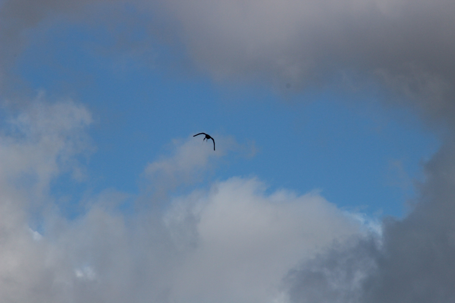 Falconeria 056