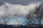 Falconeria 069