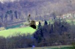 Falconeria 091