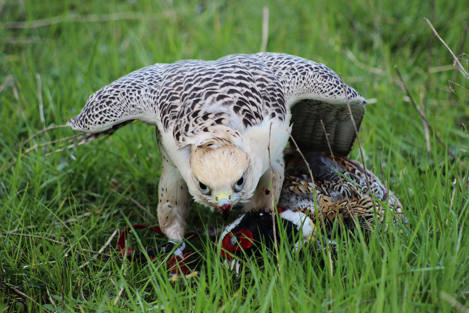 Falconeria 102