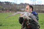 Falconeria 103