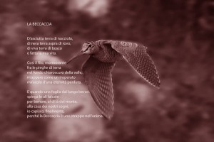 La Beccaccia