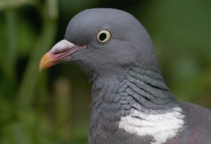 foto Peter Vercruijsse