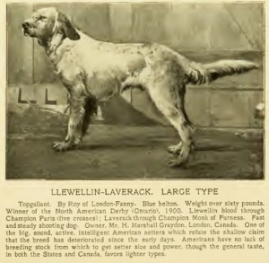 Setter di tipo Laverack