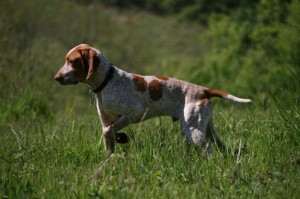 chasseetchien.fr