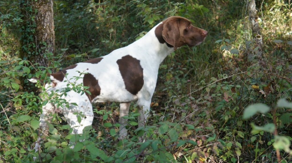 Bracco francese tipo "gascogne" chiensdefrance.com
