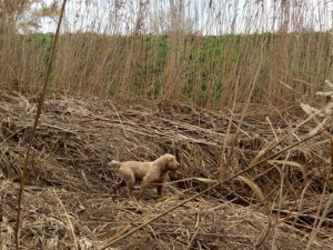 Blez in ferma su porciglione
