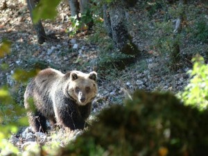 orso 4 parcoabruzzoit