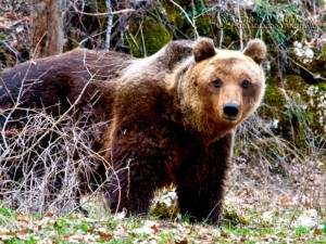 orso 5 parcoabruzzoit