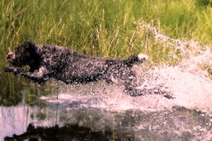 rangergrousedog.com