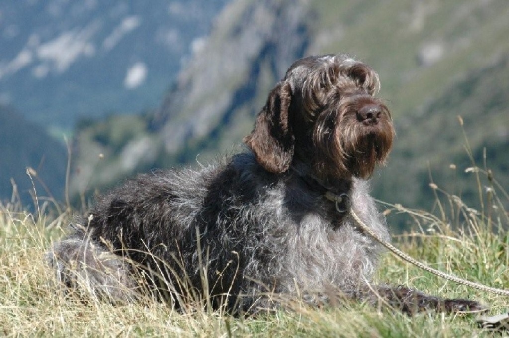 labardelierrechiens-de-france.com