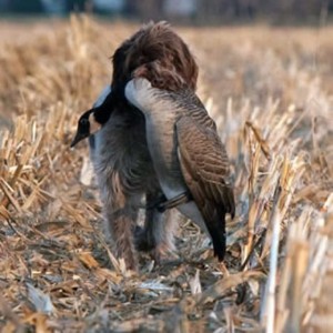 griffonkorthals-quebec.com