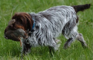 bourgroyalkennel.com