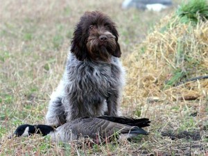 5chienchiotsavendrecom